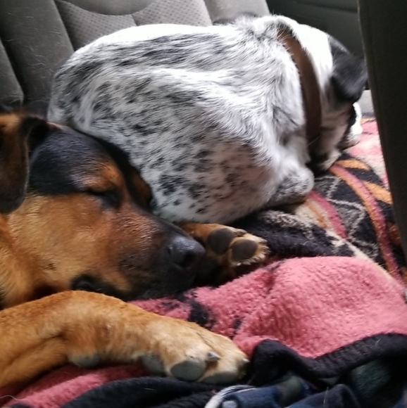 Meet your Posher, Morgan - Picture 3 of 5